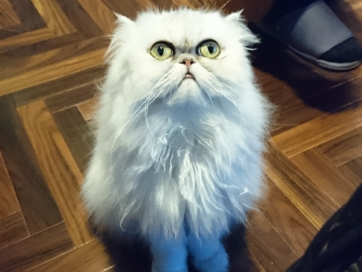 メンバー